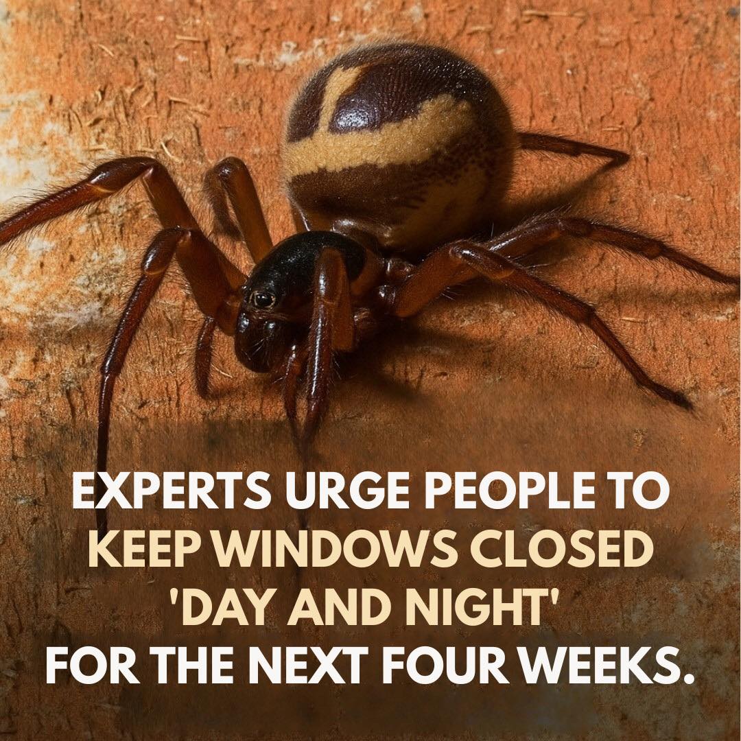 Keep your windows closed to prevent spiders from entering your home.