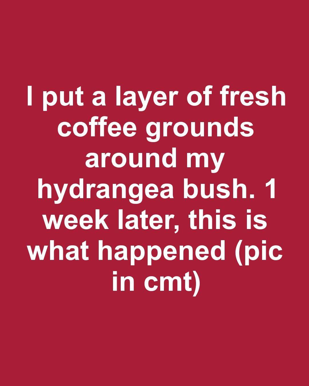 I put a layer of fresh coffee grounds around my hydrangea bush. 1 week later, this is what happened