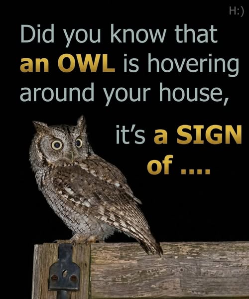Did you know that an owl is hovering around your house when night falls