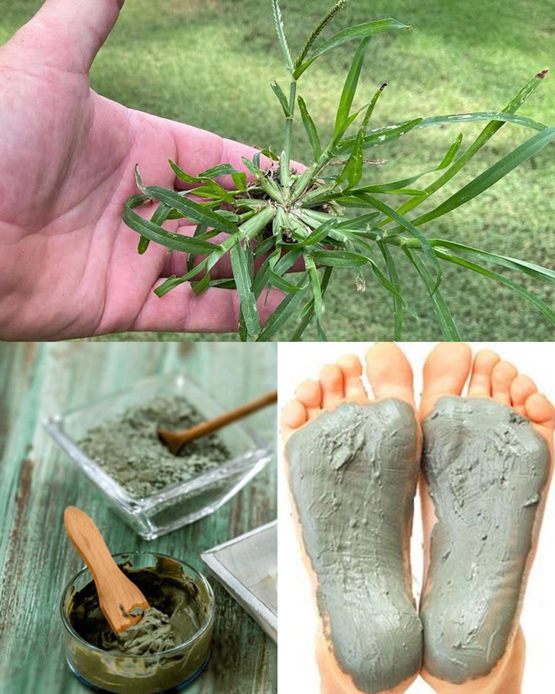 Goosegrass Poultice on Your Soles: A Surprising Natural Detox and Health Booster