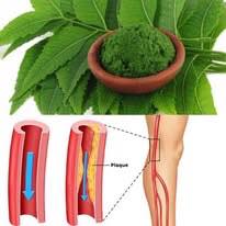 1 Leaf that helps destroy DIABETES, BLOOD PRESSURE, eliminate BODY PAIN, cholesterol and eliminate POOR CIRCULATION