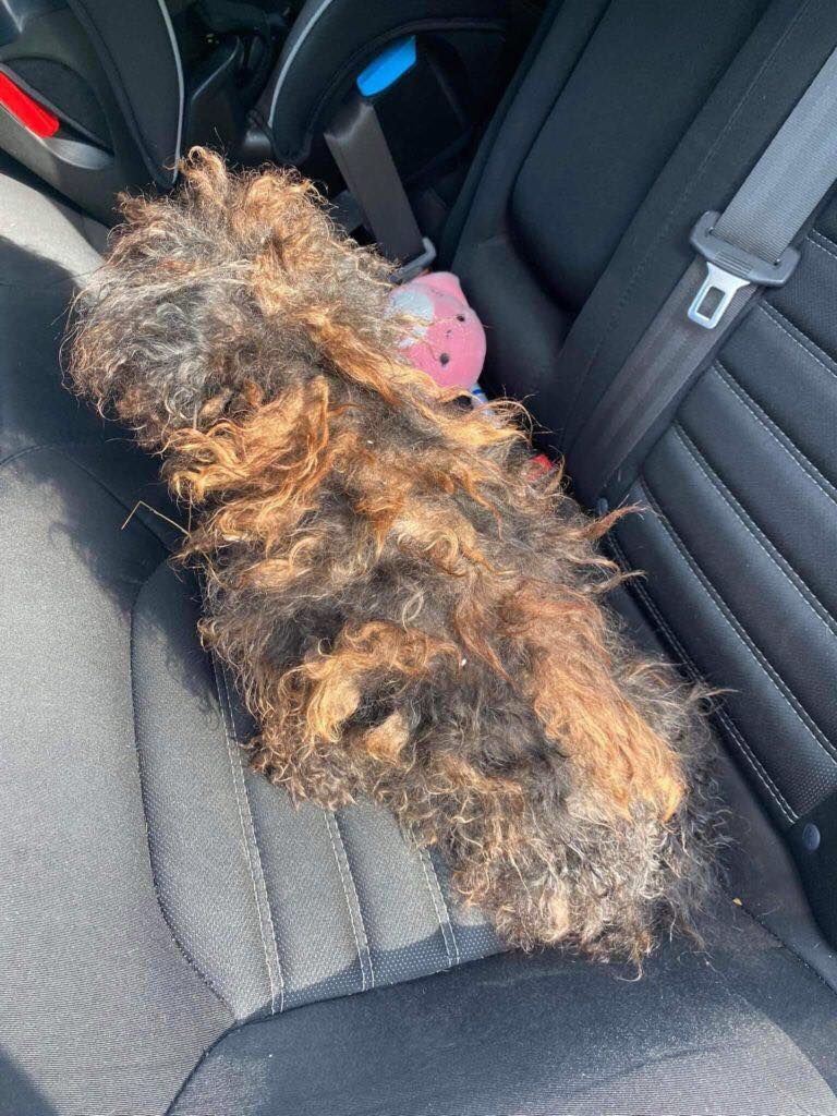 Hidden Beneath the Matted Fur The Dog Who Refused to Disappear