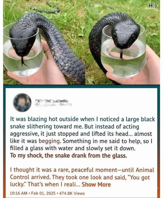 Wild Snake “Begged” Me For Some Water. When Animal Control Realizes Why, They Say, “You Got Lucky!”