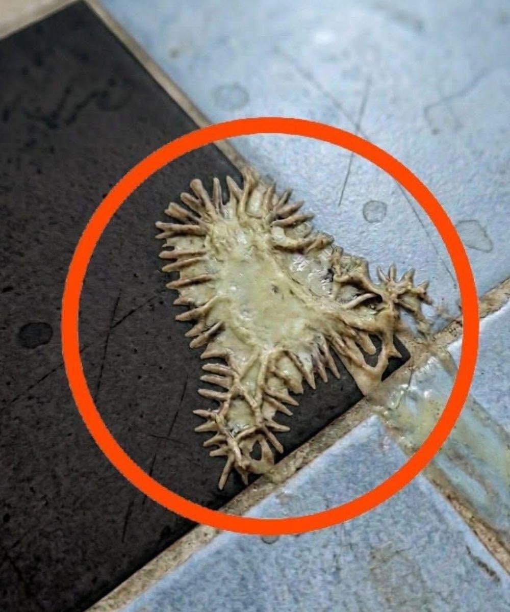 Mystery Blob in the Bathroom? The Truth About Slime Mold (And Why It’s Usually Harmless)