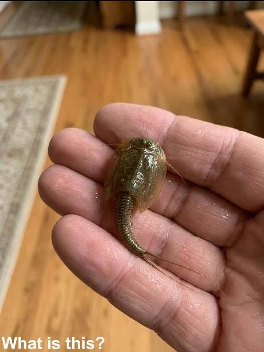 I found this in a flooded ditch. I caught it and brought it home in a jar.
