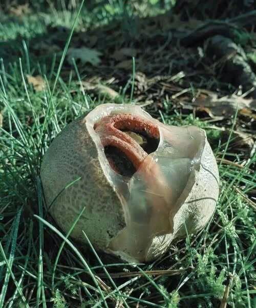 What Is It and Why Is It Called “Nature’s Most Terrifying Things”?