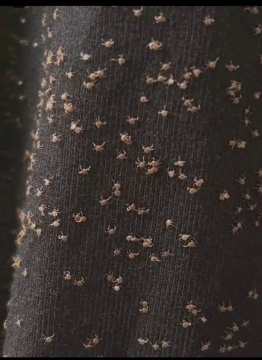 These were all over my pant leg during a walk today — I have no idea how they got there. What are they