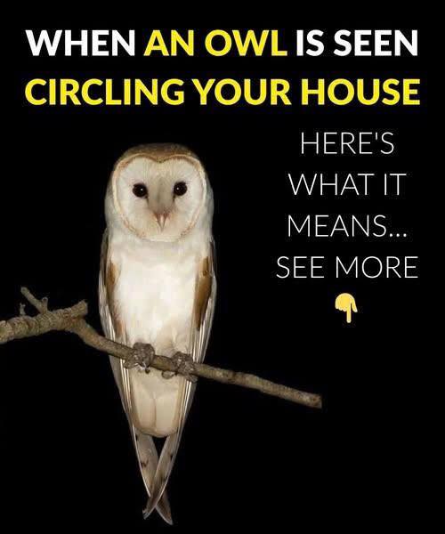When an owl is seen circling your house, here’s what it means…