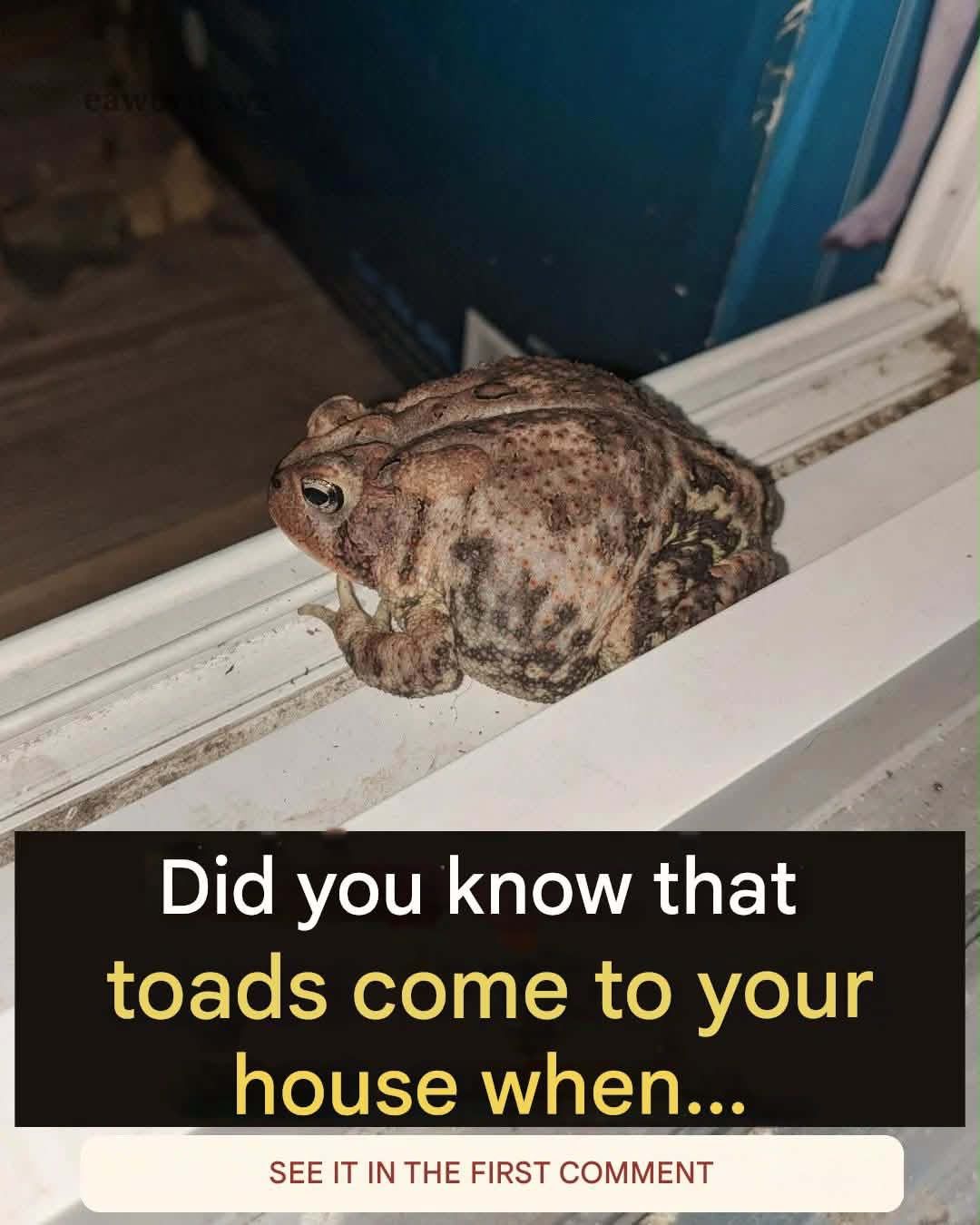 Did you know that toads come to your house when…
