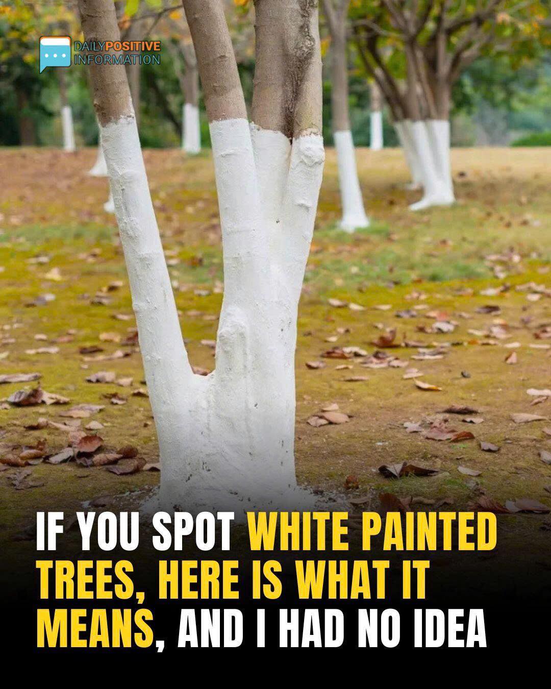 If You Spot White-Painted Trees, Here’s What It Means