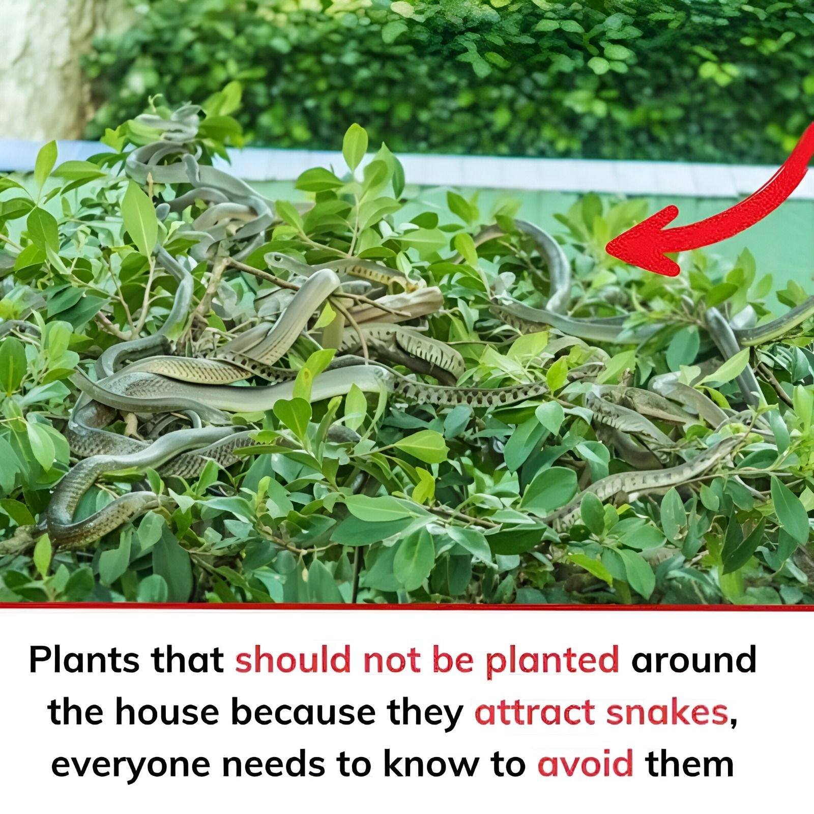 Plants that should not be planteds around the house because they attract snakes, everyone needs to know to avoid them. Check the 1st comment