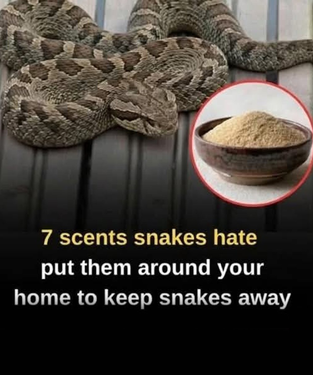 7 Natural Smells Snakes Hate (Easy, Safe Ways to Keep Snakes Away From Your Home)