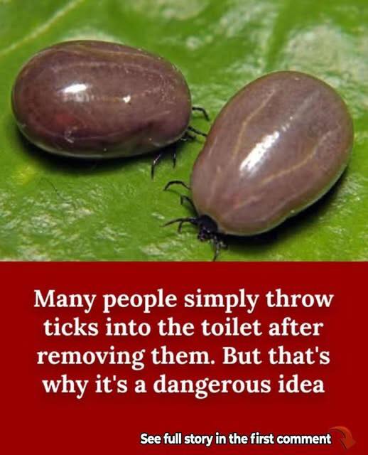 How To Properly Dispose of Ticks