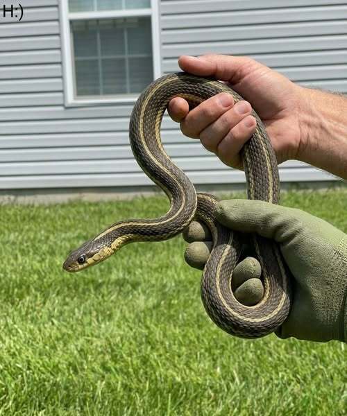 “What to Do If You Find a Snake in Your Home: Causes, Safety Tips, and Prevention”
