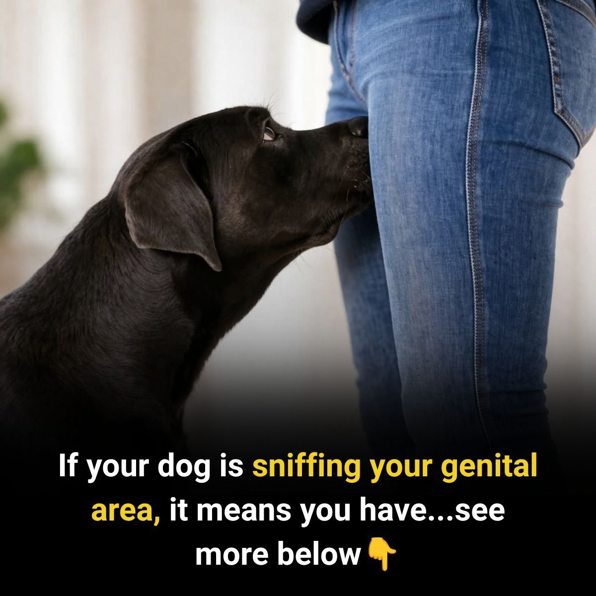 Why Dogs Sniff the Genital Area And What It Really Means