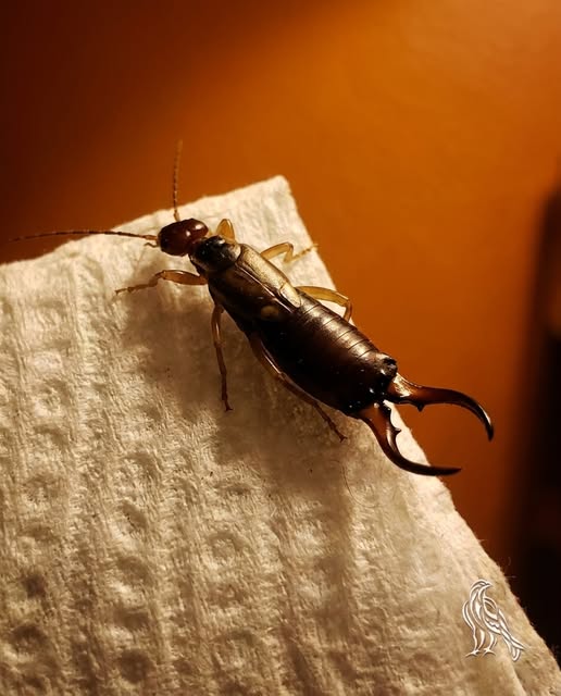 My 7-Year-Old Came Running Inside After This Bite - Daily Stories