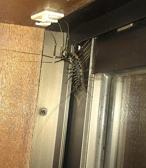 THE MEDITERRANEAN CENTIPEDE, MORE TERRIFYING THAN ORDINARY CENTIPEDES
