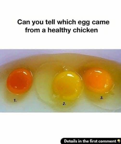 How to Recognize Eggs Laid by Healthy Chickens: 6 Clear Signs of Quality