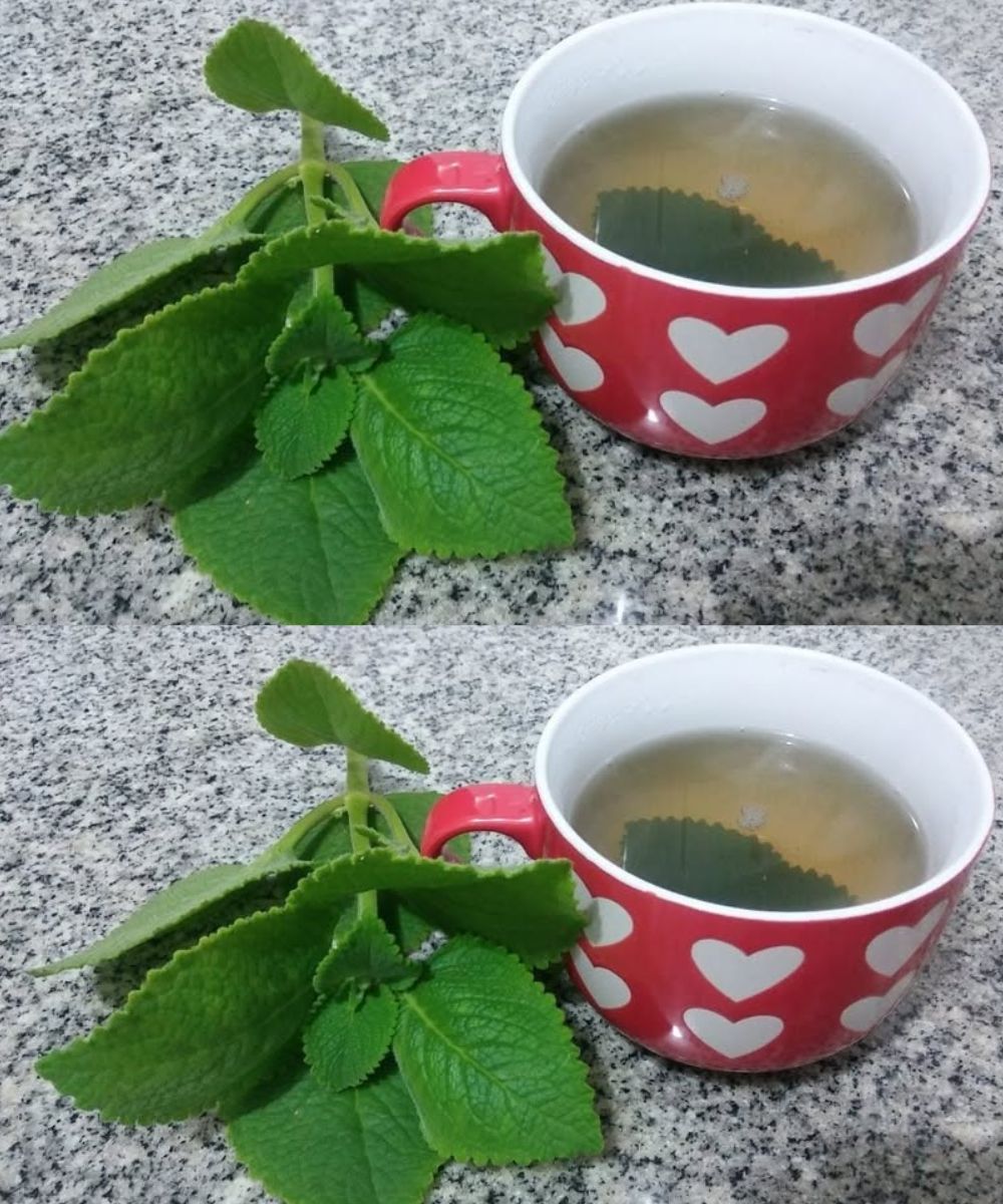 5 Health Benefits of Including Oregano in a Senior’s Diet