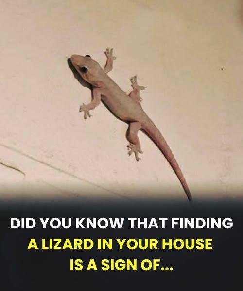 What It Means Spiritually When a Lizard Enters Your Home (Across Cultures)