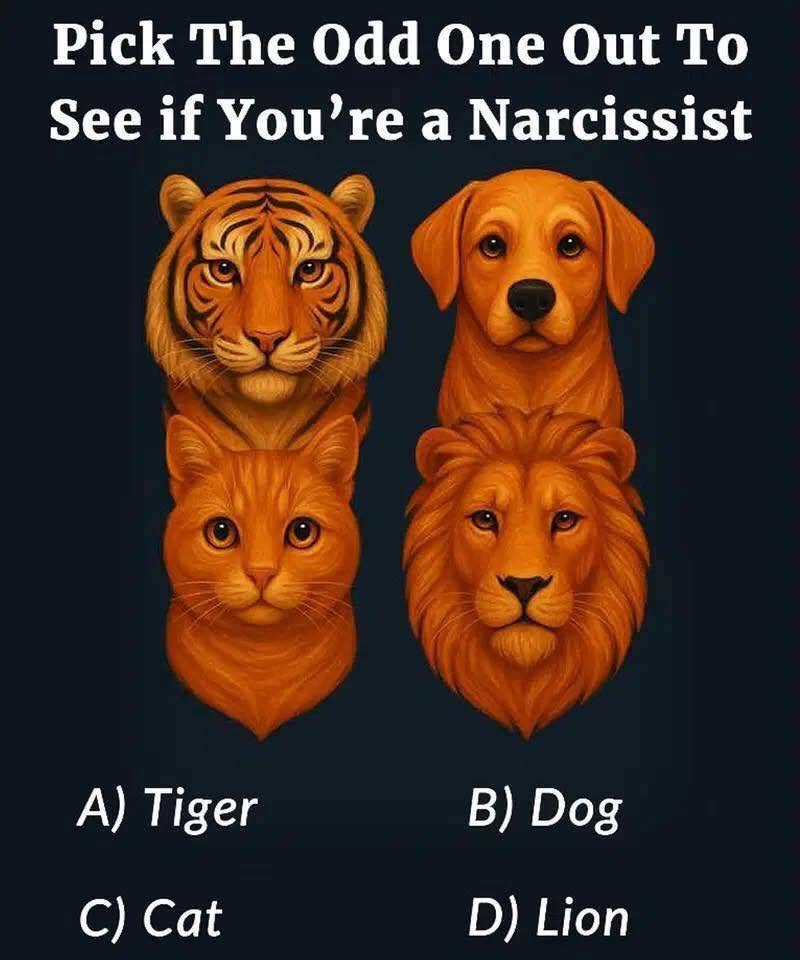 Choose the Odd Animal: What It Reveals About Your Confidence and Empathy
