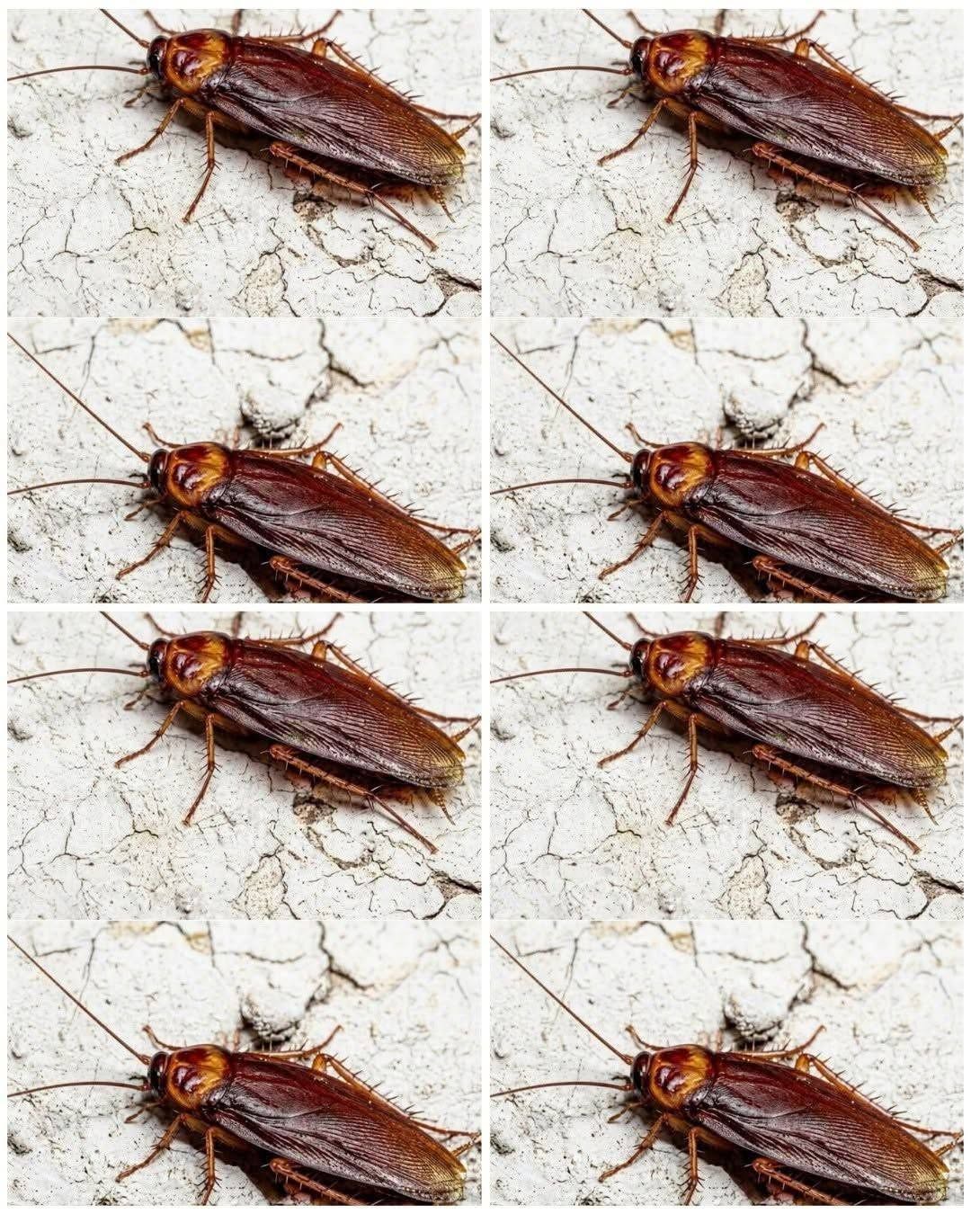 Did you know that if cockroaches come to your home, it’s a sign that…