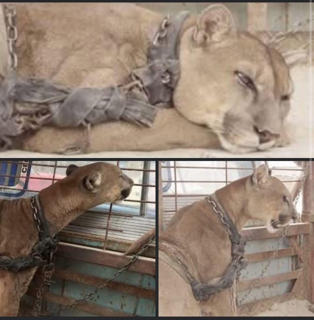 Mufasa, the Mountain Lion Chained to a Truck For 20 Years, Is Free