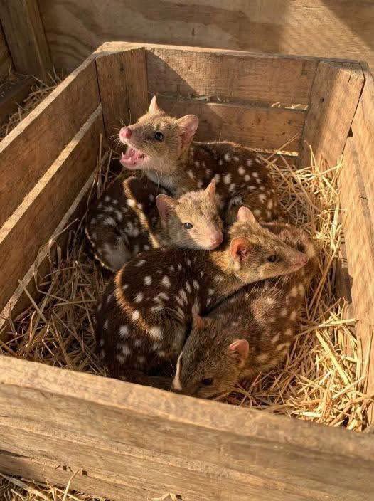Gang finds unusually spiky creatures in nest – takes a closer look and jaws drop when they realize what kind of animals they are – OMG