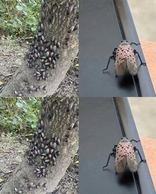 The Flashy Red Invader Destroying Your Backyard: Why You Must Declare War on This Pest Today