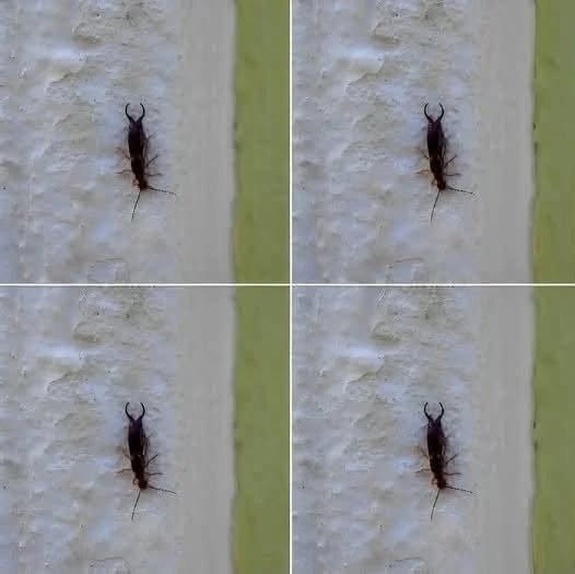Warning! If You Have Found This Insect in Your Home, It's a Sign That You Need to Act Immediately