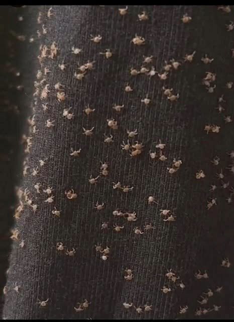 These Tiny Things Covered My Pant Leg After a Walk