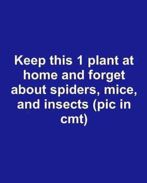 How to Stop Flies, Mosquitoes, and Cockroaches Naturally