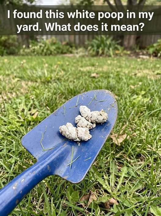"Why Did Your Dog Just Pass White Poop?"