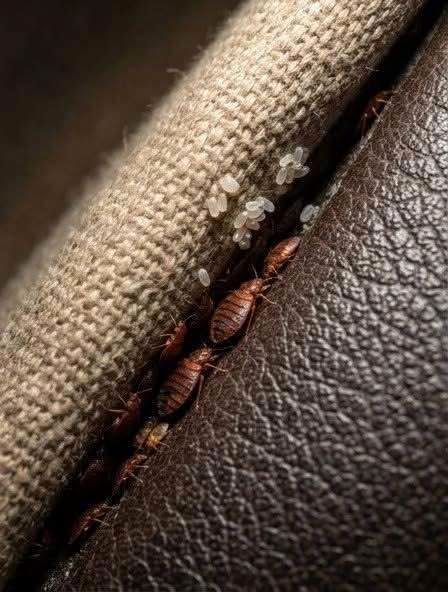 I discovered this hidden in a crack in my sofa… please don’t tell me these are bed bugs.