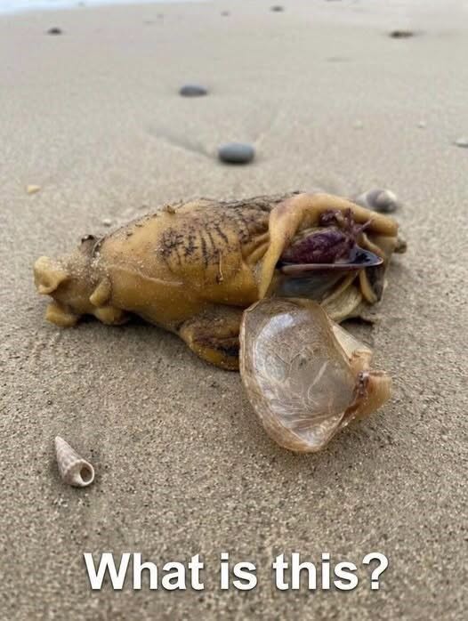 I was walking along the beach with my dog when we suddenly noticed this near the shore.