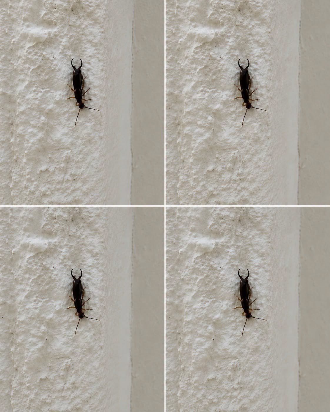 If you have found this insect in your home, it’s a sign that you need to…