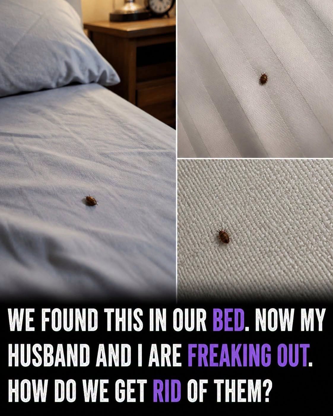 What to Do If You Find Ticks Inside Your Home and How to Prevent Them