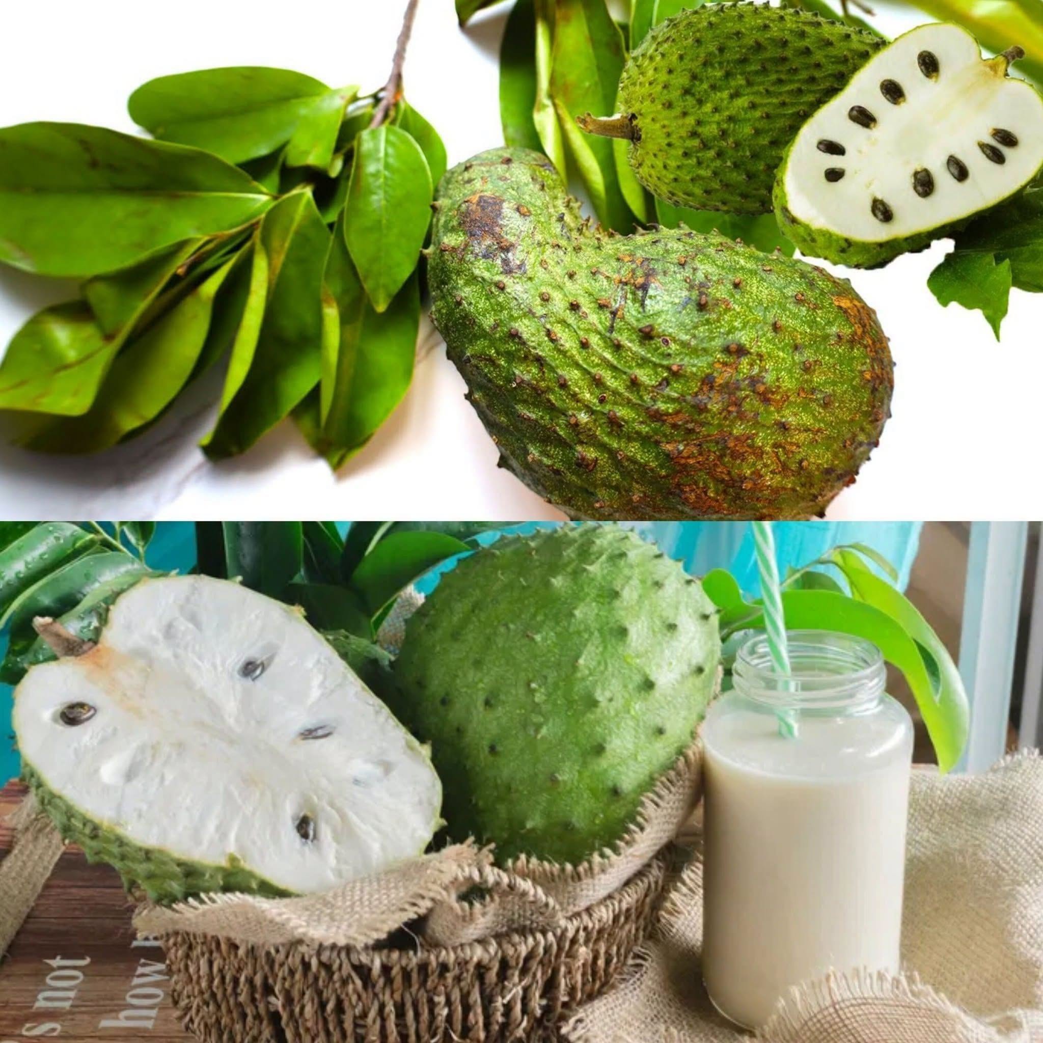 10 Amazing Ways Soursop Leaves and Fruit May Support Your Health