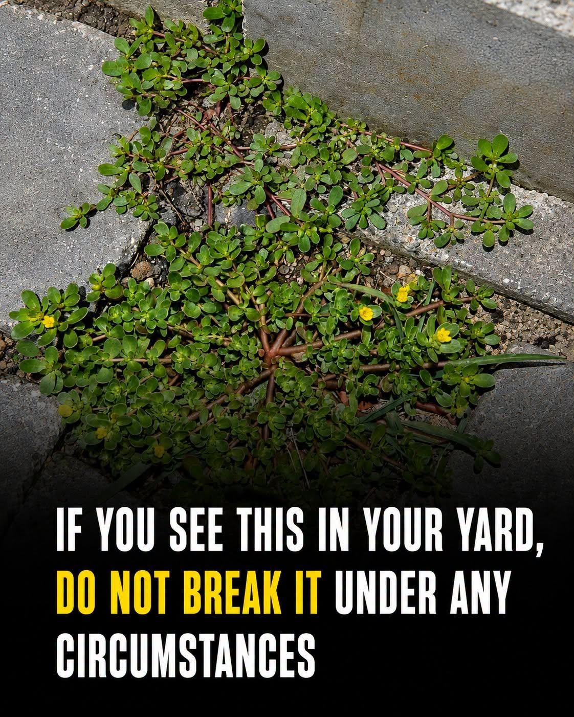 If this is growing in your yard, you may be throwing away a nutritional powerhouse.