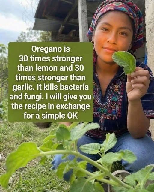 Oregano is 30 times stronger than lemon and 30 times stronger than garlic. It kills bacteria and fungi. I’ll give you the recipe in exchange for a simple OK