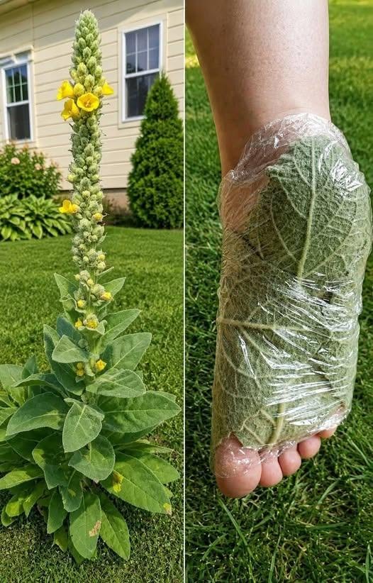 The Plant Growing in Many Yards That People Have Used for Generations