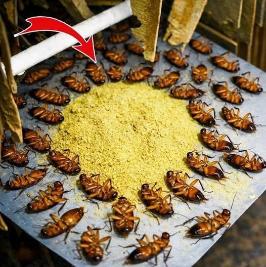 How to get rid of cockroaches effectively without using chemicals or spending money.