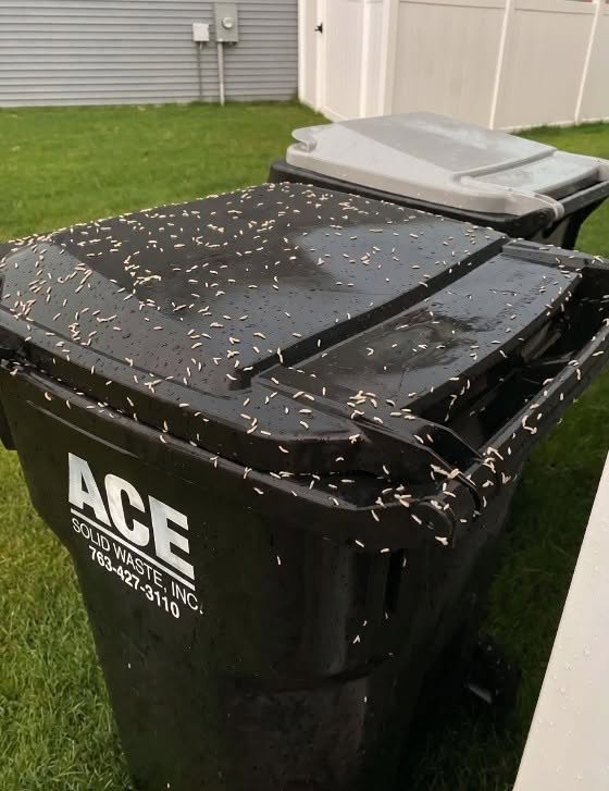 Found Tiny White Worms in Your Trash? Here’s What They Really Are
