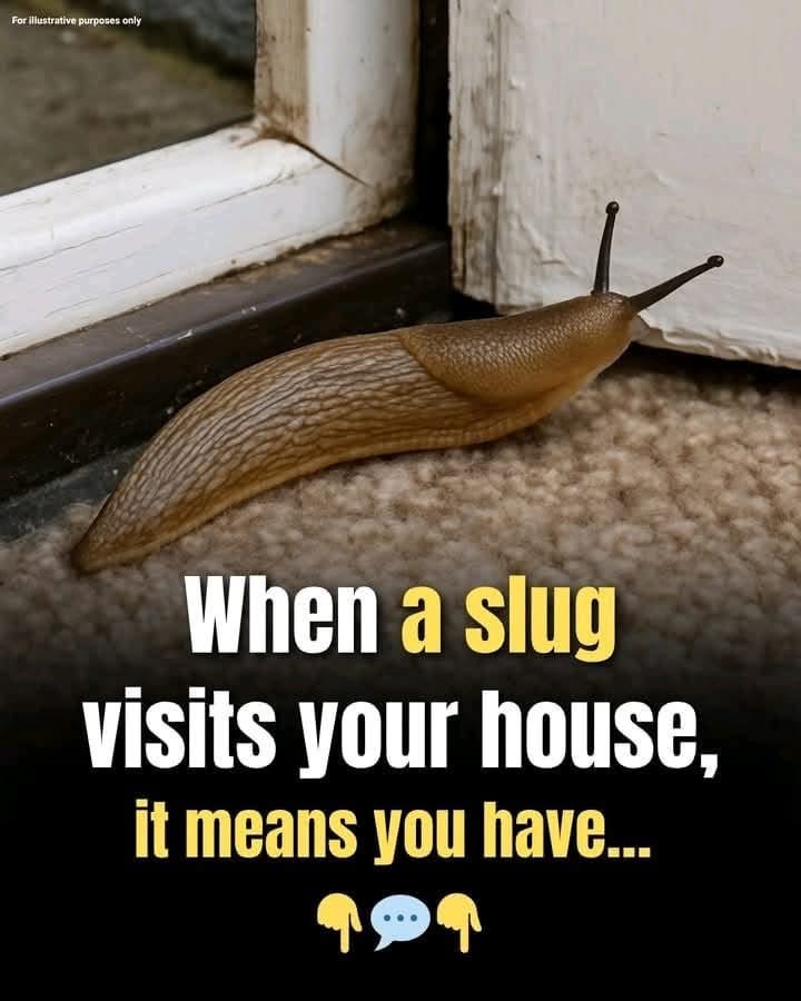 Why Slugs Deserve More Credit Than You Think