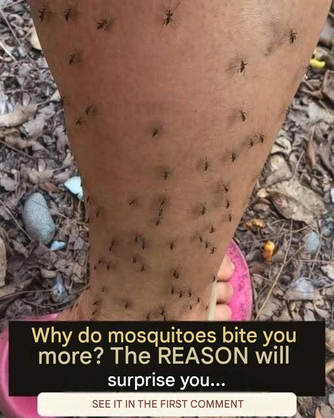 Why mosquitoes always choose you: the scientific explanation few know