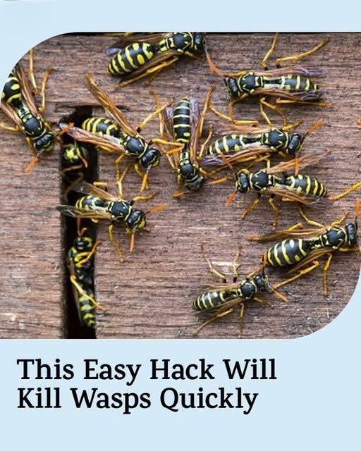 This Easy DIY Natural Wasp Killer Hack Will Kill Wasps Quickly