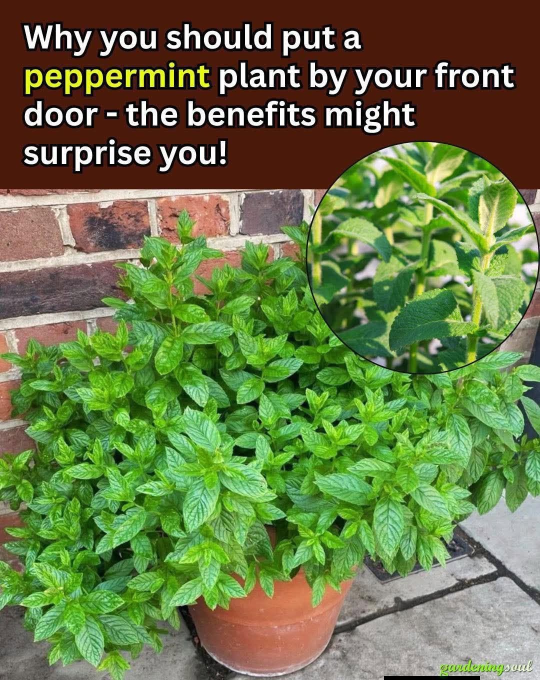 Why You Should Put a Peppermint Plant in Your Entryway – The Benefits Are Surprising