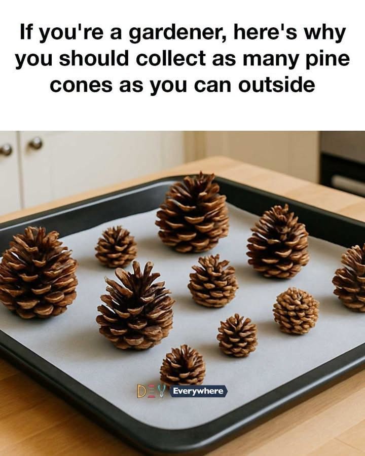If you’re a gardener, here’s why you should collect as many pine cones as you can outside