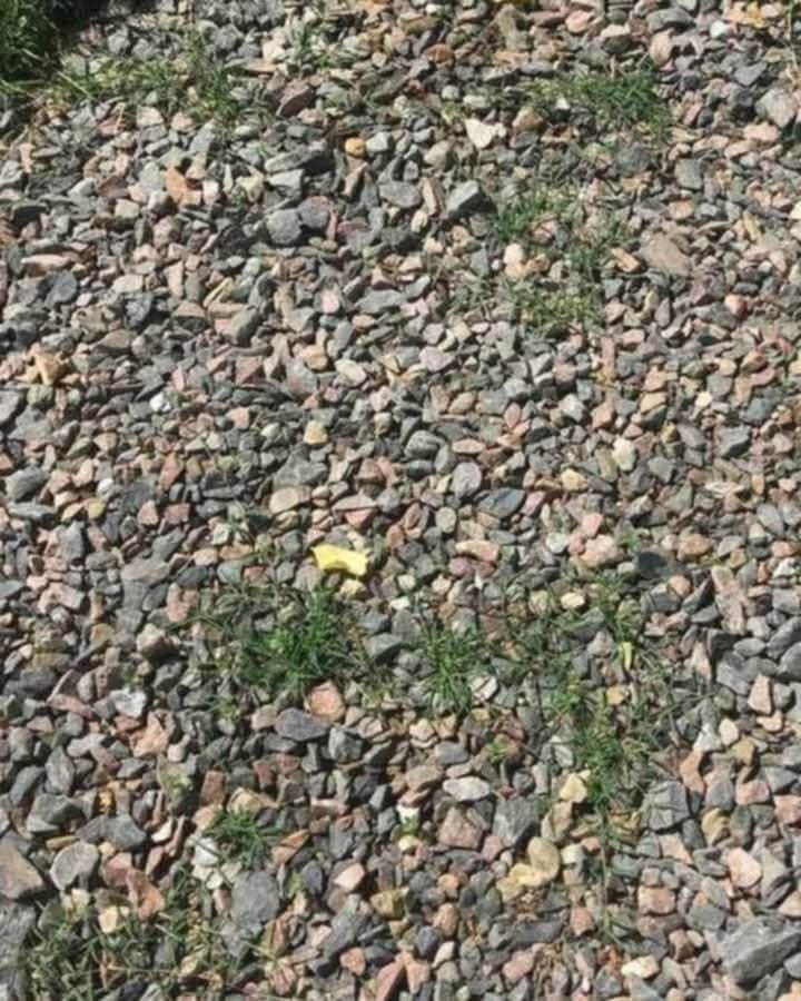 Tricks To Prevent Weeds From Growing In Your Gravel
