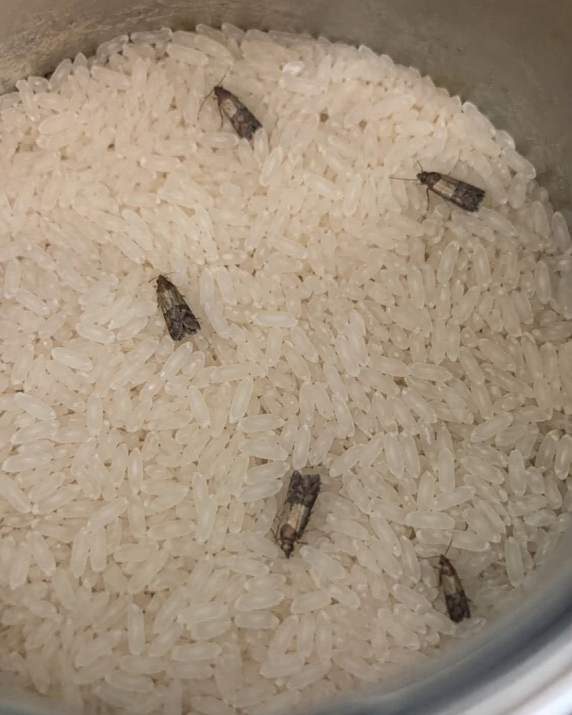 How to Get Rid of Pantry Moths and Keep Them Out for Good
